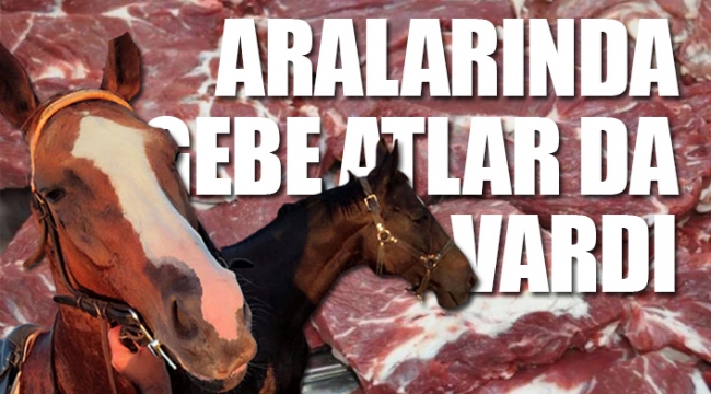 Yılkı atlarını et firmasına Tarım Bakanlığının verdiği ortaya çıktı