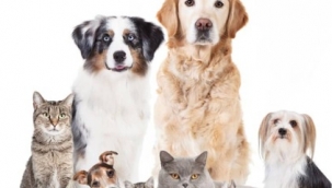 Merdiven altı evcil hayvan satışına ceza