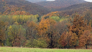 Erdoğan imzaladı: 8 ilde bazı alanlar orman sınırları dışına çıkartıldı